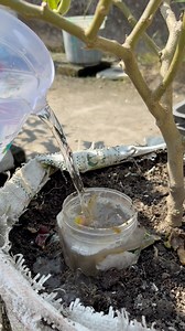 2.5M views · 20K reactions | Eggplant care tips by using fruit shell compost #eggplant #plants #nature #flowers #plantsofinstagram #garden #plant #plantsmakepeoplehappy #gardening #houseplants #plantlover #green #photography #naturephotography #indoorplants #flower #plantlife #love #succulents #urbanjungle #cactus #art #plantstagram #plantas #homedecor #naturelovers #plantsplantsplants #beautiful #photooftheday #flowerstagram | Rezia Gardening | Facebook