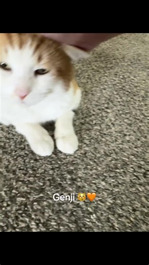 Oh my! Cuteness factor overload right here. Genji is so precious and lovey 🐾😽 #Genji #catsoftiktok #cat #cats #kitty