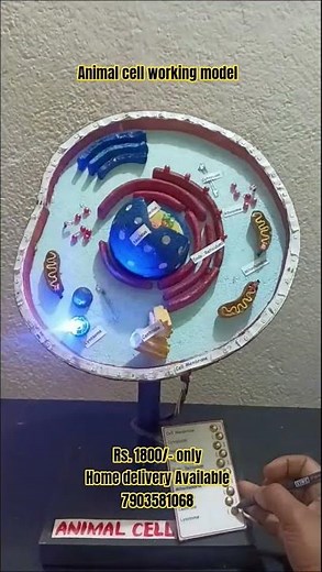 animal cell working model | SCHOOL MODEL AND PROJECT #schoolmodels #science