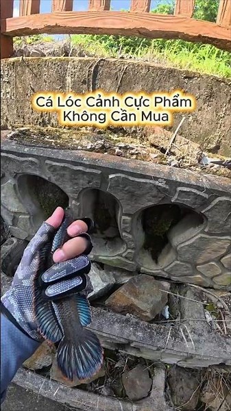 Stunning Pet Snakehead Fish for Free! One Cast and It’s Hooked | Effective Snakehead Fishing Tips
