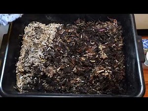 European Night Crawler Worm Bin Update #wormswithrick #enc