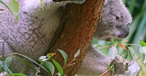 Koala bear eats leaves of eucalyptus tree chewing them for a while. Australia