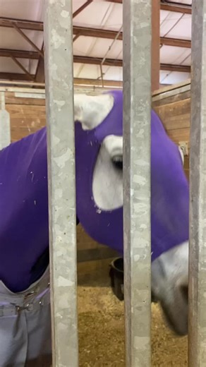 Cassidy Freeman on TikTok