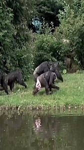 Noisey Chimp Protecting Her New Baby! #chimpanzee #chimp #gorilla #gorillatag #viralvideo #viralreels #reelsvideo #fbreels #reelsfb #ad | Finger Knights 3