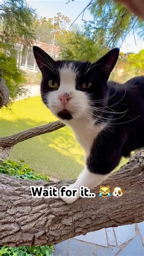 Dogs vs cats.. an ancient rivalry! #cutecat #pets #cutedog #dogsvscats