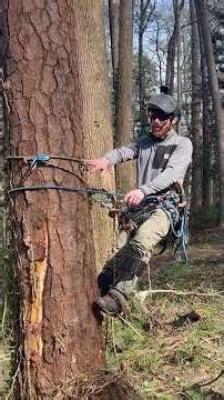 Tip to climb leaning trees! #treecare #treeclimber #chainsaw #treeclimbingequipment #stihl