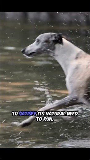 Elegant Whippet Loving Runner