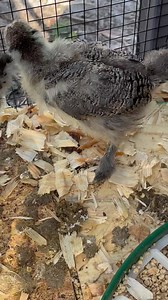 11K views · 1.6K reactions | Our baby chickens update ❤️❤️ | Lucky the opossum - Lucky’s Legacy | Facebook