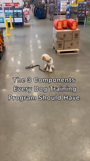 The three Ds in dog training—distance, distraction, and distraction—are essential for having a well-balanced dog. Here is Nala, the 9-month-old pup, working on her three Ds. The first is sitting with distance between me and her. The second D, distraction, is all of the distractions around the store, from loud noises to people walking around her. The third D, duration, is Nala sitting until she is released—three commands working together to build a solid, well-behaved dog. American Canine Coach c
