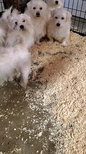 Maltese/ShihTzu boys getting ready for new lives. Interested in adopting? TailsandTrails.org | Tails and Trails Rescue