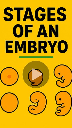 Animal Videos on Instagram: "This video illustrates the remarkable stages of human embryonic development, beginning at fertilization and progressing through the formation of the blastocyst, gastrulation, and early organogenesis. You’ll see how a single-cell zygote undergoes rapid cell division, implants into the uterine wall, and gradually forms the basic structures of a human body. Each stage is animated to highlight key biological processes like cell differentiation, germ layer formation, and