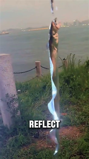 One of the Strangest Fish You’ll See