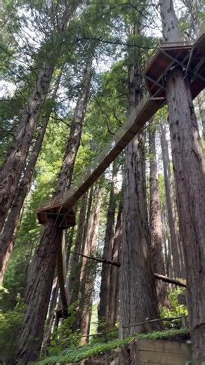 This was a fun little activity in Redwood National Park!🌲🇺🇸 #Redwood #Redwoods #RedwoodTrees #RedwoodNationalPark #NationalPark #Forest #Trees #ForestWalk #AmericanRoadTrip #Sequoia #SequoiaNationalPark #California #CaliforniaRoadTrip #norcal | Hickman Isaac