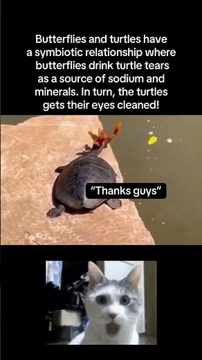 Butterfly and turtles relationship😮 #fyp #viral #animals #turtle #butterfly #nature #fypシ #shorts
