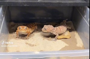 Adorable Nephrurus Amyae Gecko Mating Dance at Papagoat Reptiles