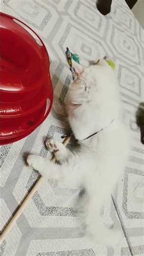 #cat​ #cutecates​ #kitten​ #cute​ #shorts​ #shorts​ #shotfeed​ #viral​