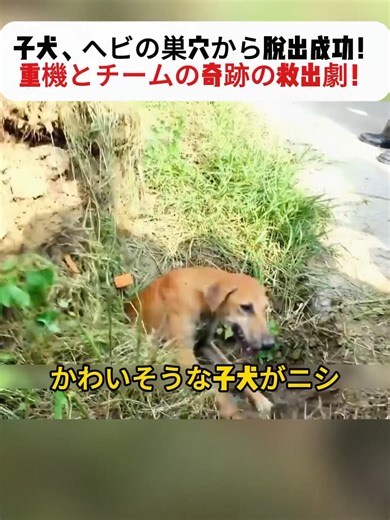 子犬の奇跡の救出劇と重機の活躍