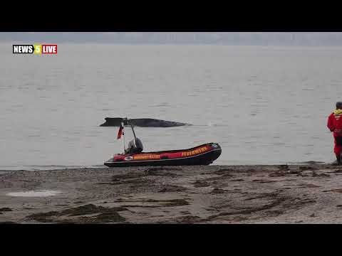 LIVE - Aufzeichnung: Buckelwal an der Ostsee gestrandet - Rettungsaktion