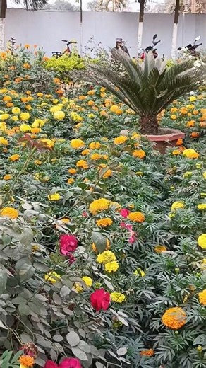 A so gorgeous mix flower // A so pretty mix flower // Home Garden #garden #shorts #ytshorts #Baby