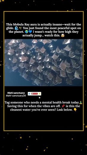This Mobula Ray aura is actually insane 🌊✨