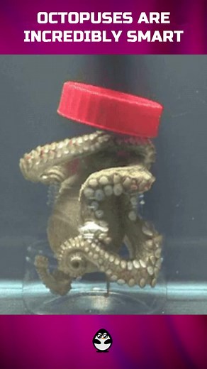 Real PENGUIN su TikTok