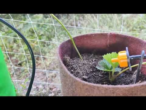 Stop Buying Strawberry Plants! How to Multiply Strawberries using Runners 🍓