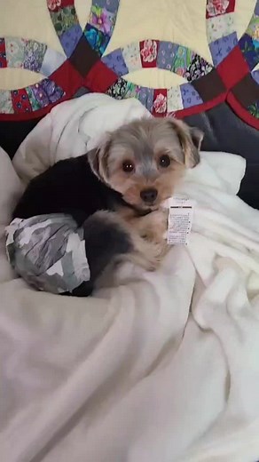 Cute Puppy in Diaper: Adorable Indoor Moments