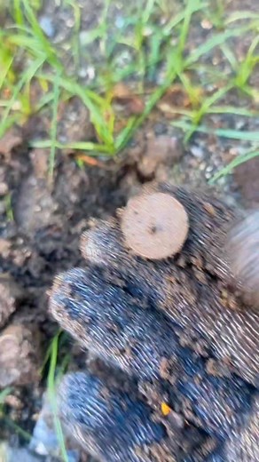 Found A Coin #pinpointdetector #coin #metaldetecting #coinhunter #treasurehunting | GO finder