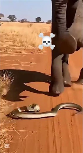 Mother Elephant Crushes Cobra to Protect Calf #viralvideo #wildlife