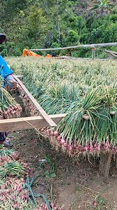 Enrekang dengan segala macam cara mengeringkan bawang merah🌻😃 #salamsukses #petanibawangmerah #workout | Anisa Oktaviaa