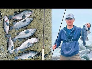 Jetty Fishing 08/10/24, limit out in 2 hours, non-stop bite | How to Fish for Black Rockfish in WA