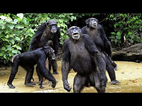 Why Do Piss-Throwing Chimpanzees?