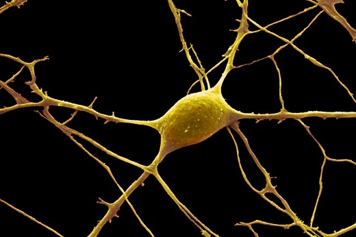 Explore the Anatomy of Neurons