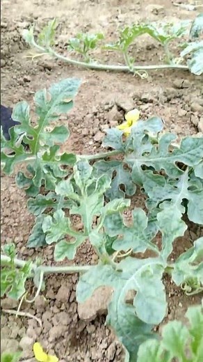Watermelon Plants Flower To Flower Hand-pollination Technique !