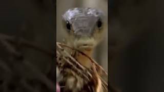 Black Mambas: 6 Facts That Could Save Your Life