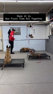OFF switch is so important. We are doing place to keep boundaries for our first time out as a 3 pack. You’ll see the group work morph into more as we go. For now my aim is neutrality, we are all doing the same thing together at the same time. Rather than having them in kennels, I can now have all of them out with me while I am doing other stuff that needs to be done. Here’s a big one, we can take potty breaks together instead of one at a time. List goes on, this is a great start to the week. #co