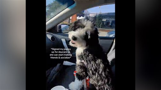 Dog Goes To Daycare to Socialize, Owner Looks At Camera To Find This