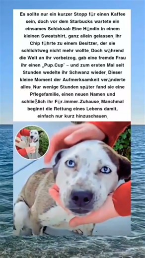 Ausgesetzt vor Starbucks: Ein kleiner Becher rettete ihre Seele! ☕🐶❤️