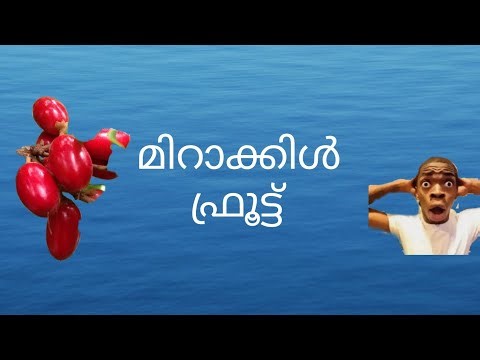 Miracle fruit നിങ്ങൾ തിന്നിട്ടുണ്ടോ #kudiyamala #aunty #miracle #fruit #miraclefruit #viral #famous