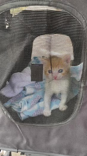 We do 💁🏻‍♀️ #catstroller #fosterkitten #prettygirls