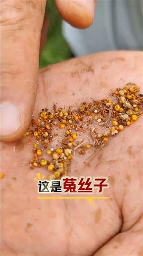 Discover the Power of Chinese Herbs: Polygonum Multiflorum & Salvia