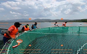 [Hot Item] Aquaculture PE Fishing Netting Knotless Juvenile Circular Cage Fish Farming Nets