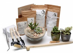 Succulent Terrarium Kit DIY Cacti Gift Plant Gift Beginners Open Terrarium  | eBay UK