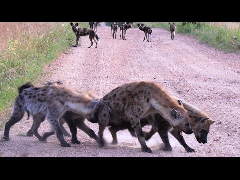 Why Male Hyenas Are Terrified of Females?