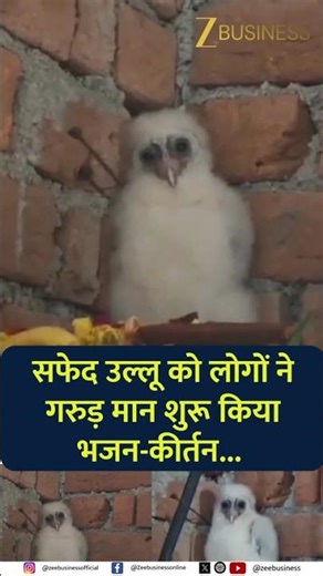 White Owl Appears in Chhattisgarh Village Locals Believe It Is Garuda