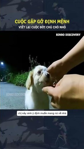 The story of a grateful dog. Minh Hieu Official #minhhieu #dog #life #animallover #trending