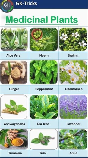 Medicinal Plants and Their Uses | Natural Healing #shorts