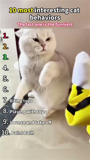 10 most interesting cat behaviors #funny #cat