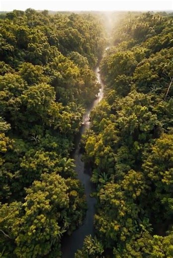 “This Jungle Looks UNREAL From Above 😳🌿”🌿 Experience