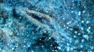 Mold Zygomycota growth time lapse on bread, super macro shooting, concept of the beginning of life, scientific and educational content